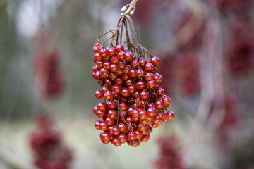 Rote Beeren eines Baumes im Frühling