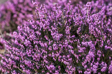 Fototapeta na wymiar Blühendes lila Heidekraut im Frühling