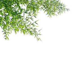 Naklejka premium Branches of a bamboo isolated on white background. Selective focus