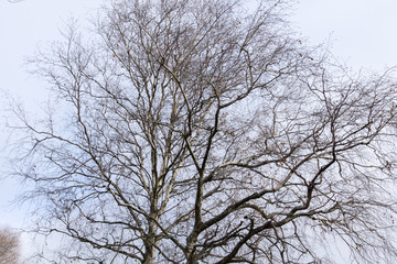 Fototapeta na wymiar Tree Branches without Leaves