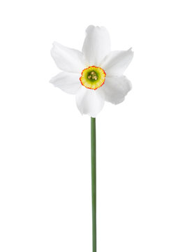 White narcissus (Narcissus poeticus) isolated on white.