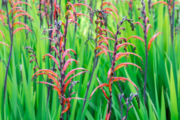 Obraz premium Crocosmia (montbretia), Coppertips, or Falling Stars