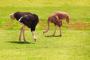 Pair of ostriches feeding at Kenyan grassland