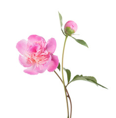 Light pink peonies  isolated on white background.