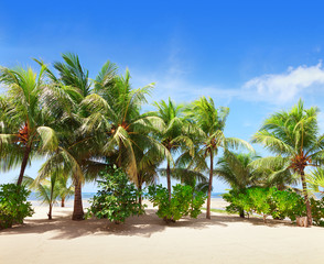 Fototapeta na wymiar Tropical beach with Coconut palm trees along coastline . Mahe, Seychelles.