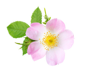 Light pink rose isolated on white. Rosa canina