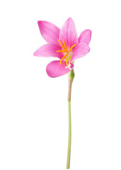 Fototapeta na wymiar Pink lily isolated on a white background. zephyranthes candida