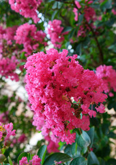 Lagerstroemia Flower or Crape flower