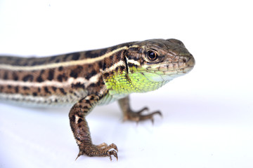 Bearded dragon (agama lizard) eating zophobas worm over white