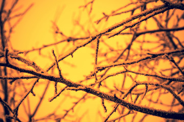 Trees in Winter Filtered