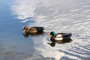 泳ぐマガモのペア