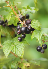 black currant, ripe berries on a branch