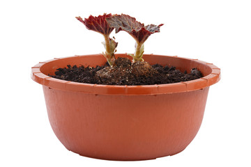 A perennial begonia plant in a flower-pot isolated on white background.
