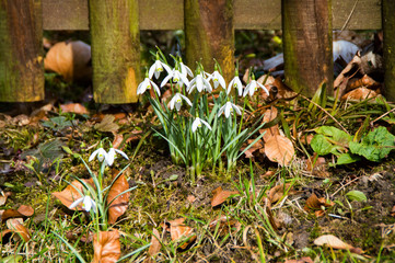 Snowdrop in front of a garden fence