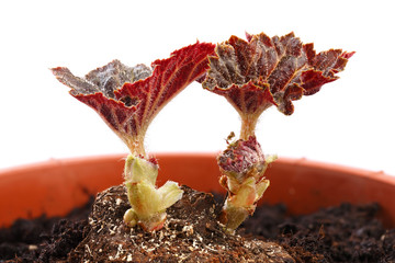 A young sprout begonia in the fertile soil of a flower pot. Side view. Macro photo.