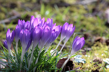 Crocuses / A group of crocuses in the grass