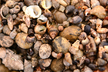 seashells close-up nature background