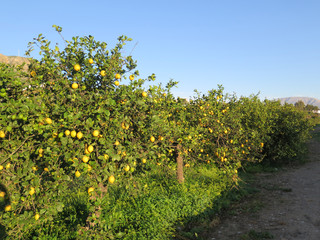 Fototapeta na wymiar Old lemon tree in overgrown grove