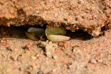 seashells close-up nature background