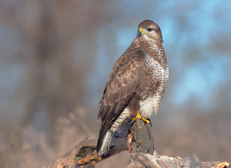  Common Buzzard (Buteo buteo)