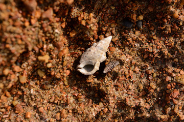seashells close-up nature background