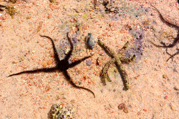 red sea ophiuroidea