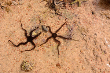 red sea ophiuroidea