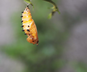 Growth of butterflies