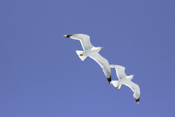 Two gulls