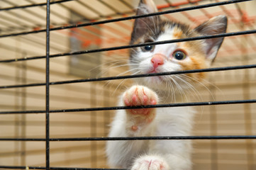 Cute Kitty In Cage