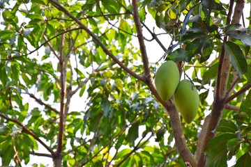 The green mangoes hang on the tree with branches and leaves