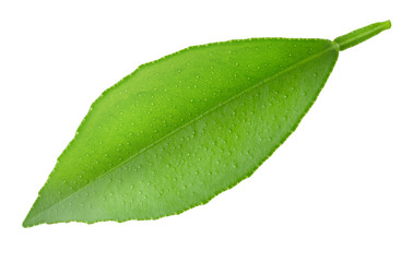 Fototapeta na wymiar Citrus leaf isolated on a white