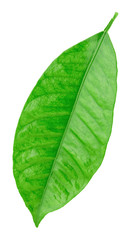 Obraz premium Citrus leaf isolated on a white