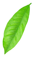 Citrus leaf isolated on a white