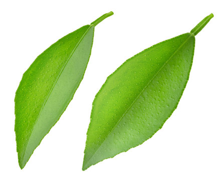 Citrus leaf isolated on a white