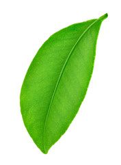 Obraz premium Citrus leaf isolated on a white