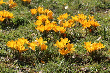 Crocuses / A group of crocuses in the grass