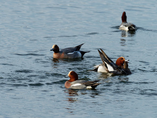 Pochard - Aythya ferina