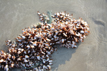 Shell in ocean deep are wave on beach