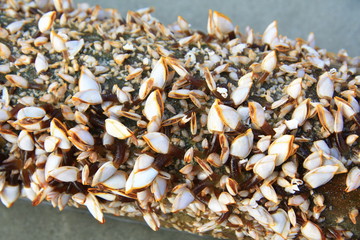 Shell in ocean deep are wave on beach