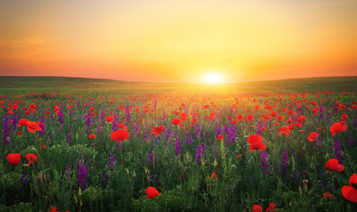 Beautiful landscape with nice sunset over poppy field. Composition of Nature