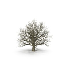 Fototapeta na wymiar Winter old maple tree isolated on white. 3D illustration