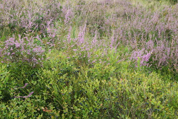 Magurski Park Narodowy, Szlak na Wysokie, Czarne Jagody. © M. G. Koperkiewicz
