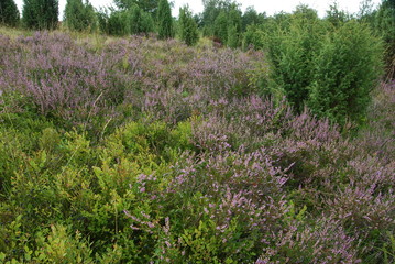 Magurski Park Narodowy, Szlak na Wysokie, Czarne Jagody. © M. G. Koperkiewicz