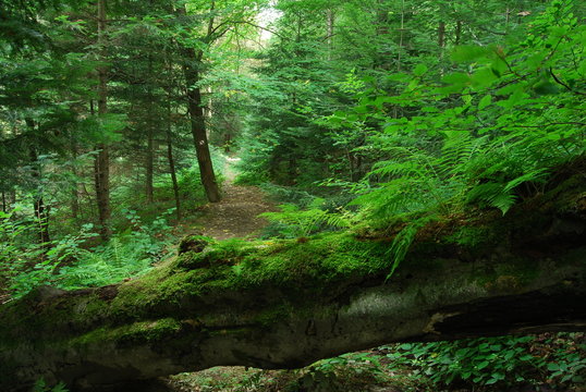Magurski Park Narodowy, Sciezka Przyrodnicza "Kiczera".