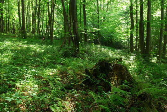 Magurski Park Narodowy, Sciezka Przyrodnicza "Kiczera".