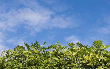 Fototapeta premium Green fence with blue sky in the background