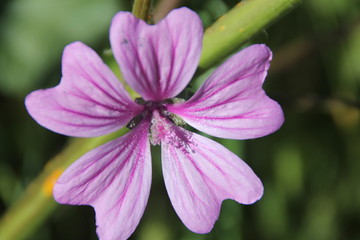 Cinco petalos