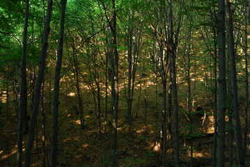 Magurski Park Narodowy, Rezerwat 