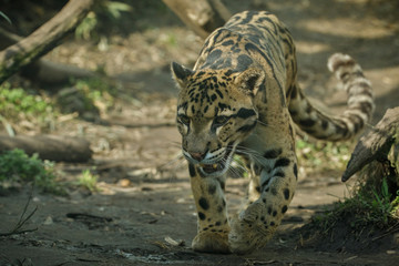 Clouded leopard is walking towards from the shadows to the light/big cat male from a darkness/zoo in czech republic/neofelis nebulosa/vey rare creature